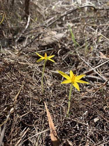 Autumn golden star (Empodium plicatum)