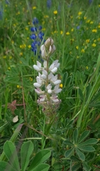 Lupinus micranthus