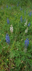 Lupinus micranthus