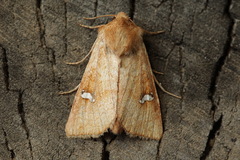 Amphipoea ochreola