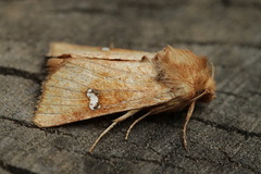 Amphipoea ochreola