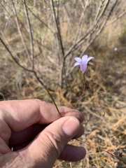 Wahlenbergia paniculata