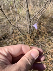 Wahlenbergia paniculata