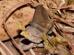 Chiasmia kilimanjarensis