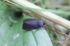 Amphipyra livida