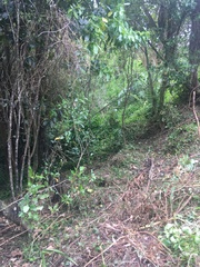 Coprosma macrocarpa minor