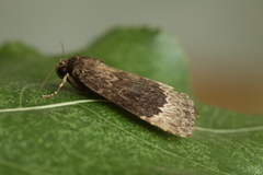 Amphipyra perflua