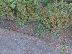 Convolvulus arvensis