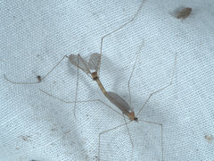 Geranomyia bancrofti