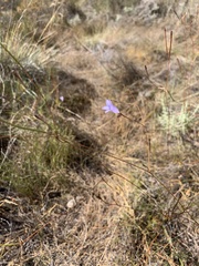 Wahlenbergia paniculata