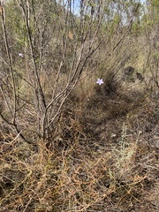 Wahlenbergia paniculata