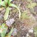 Coprosma perpusilla subantarctica - Photo (c) Colin Meurk, alguns direitos reservados (CC BY-SA), uploaded by Colin Meurk