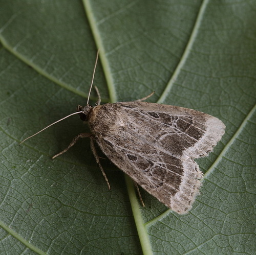 Amphipyra sergei