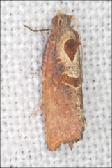 Glyphidoptera insignana