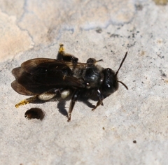 Andrena pilipes