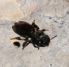 Andrena pilipes