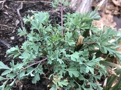 Capnoides sempervirens