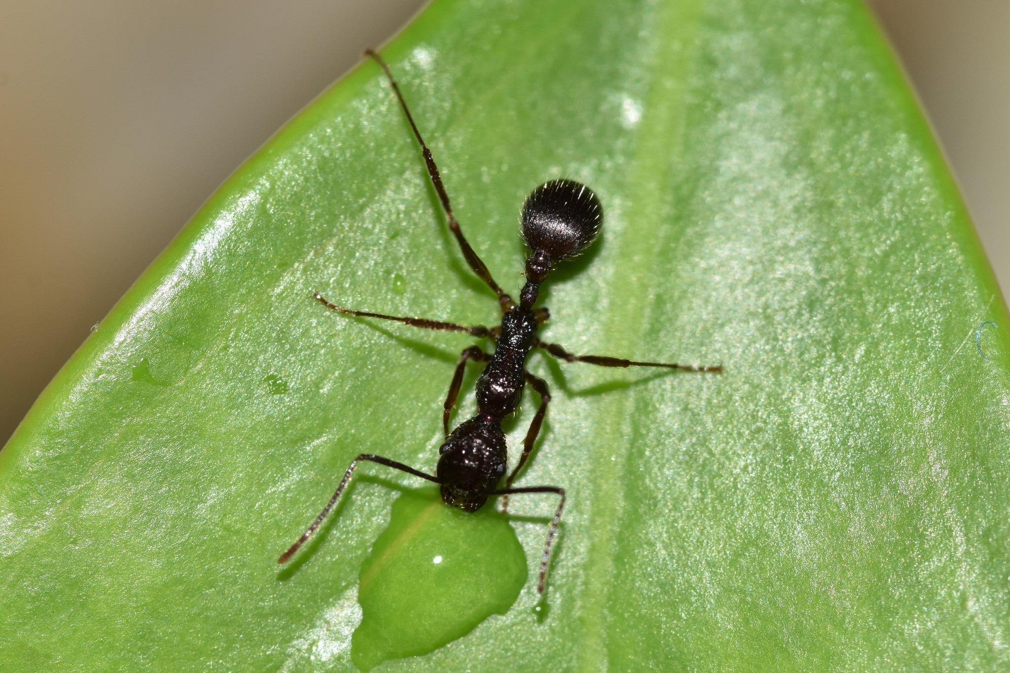Aphaenogaster exasperata