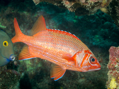 Tahitian Squirrelfish photo 5