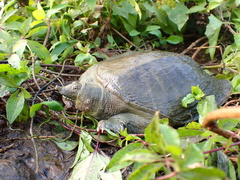 Chinese Softshell Turtle photo 4