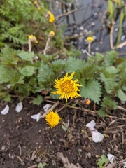 Tussilago farfara