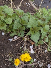 Tussilago farfara