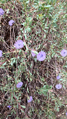 Globularia alypum