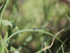 Acanthagrion lancea