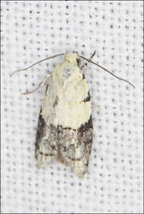 Tracholena sulfurosa