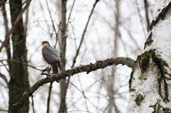 Accipiter nisus