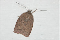 Garrha repandula