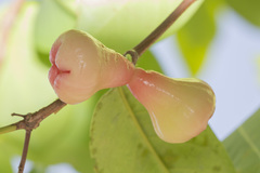 Syzygium aqueum