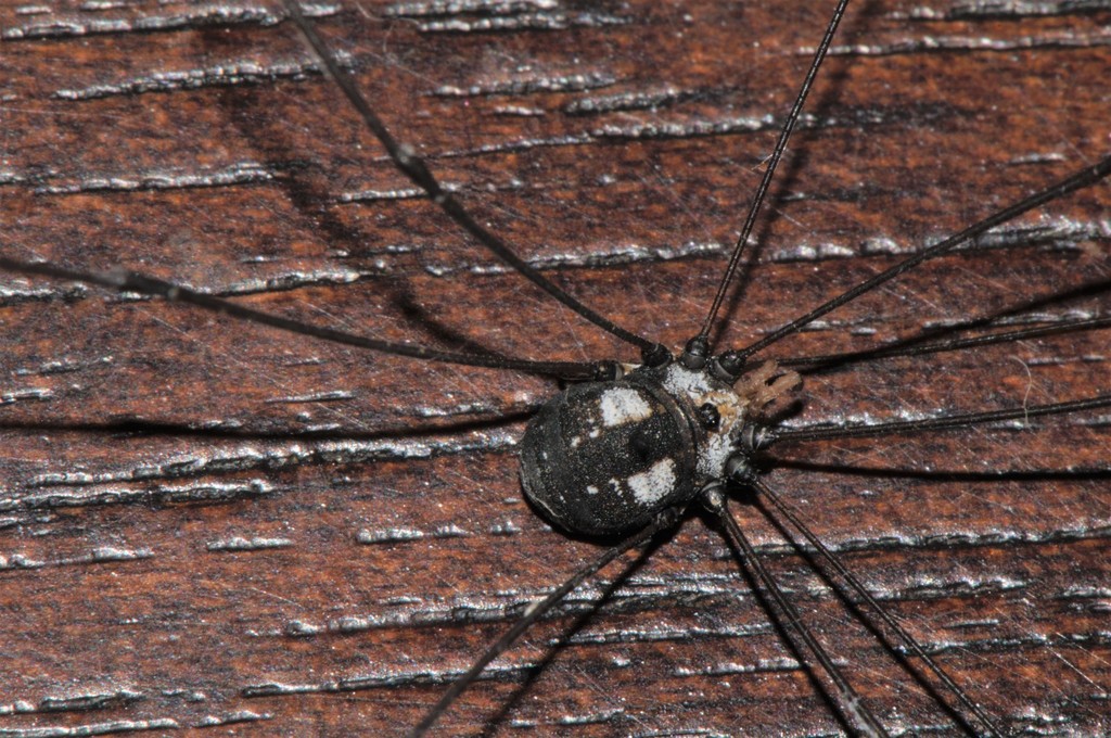 Gagrella