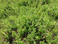 Thelypteris palustris palustris