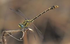 Austrogomphus australis