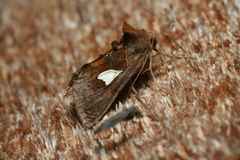 Autographa bractea