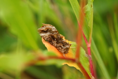 Autographa buraetica