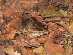Leptodactylus bolivianus