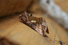 Autographa excelsa
