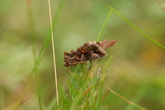 Autographa buraetica