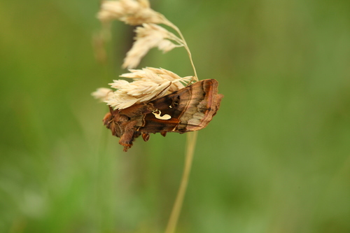 Autographa macrogamma