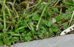 Veronica polita lilacina