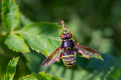 Spilomyia diophthalma