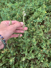 Silene gallica gallica