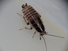 Phyllodromica subaptera