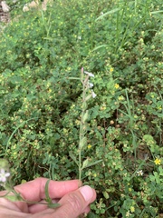 Silene gallica gallica