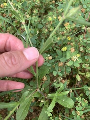 Silene gallica gallica