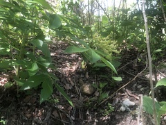 Aesculus pavia flavescens