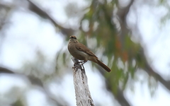 Cincloramphus mathewsi