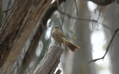 Cincloramphus mathewsi